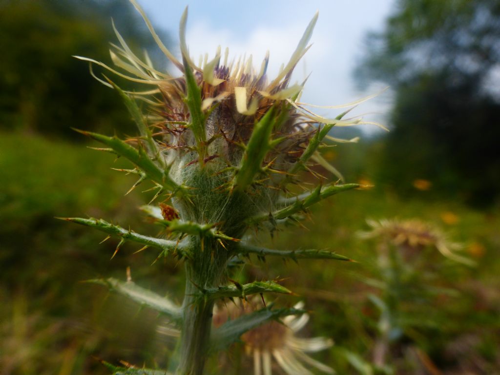 asteracea  - Carlina vulgaris