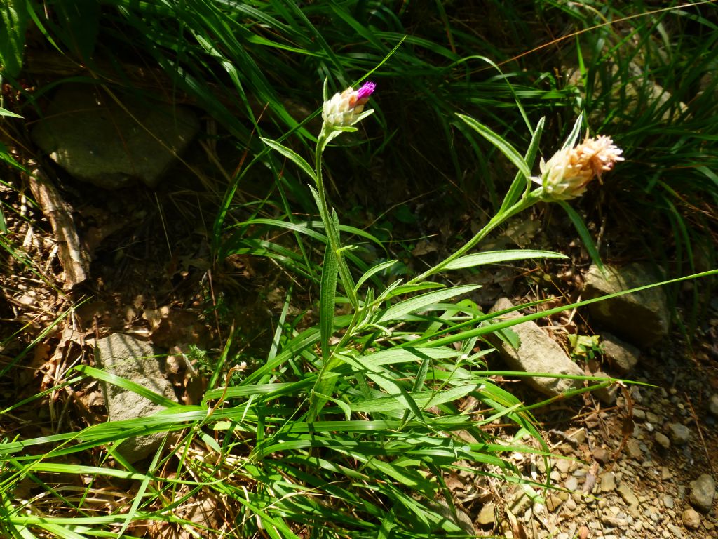 Fiore Liguria - Centaurea cfr .jacea