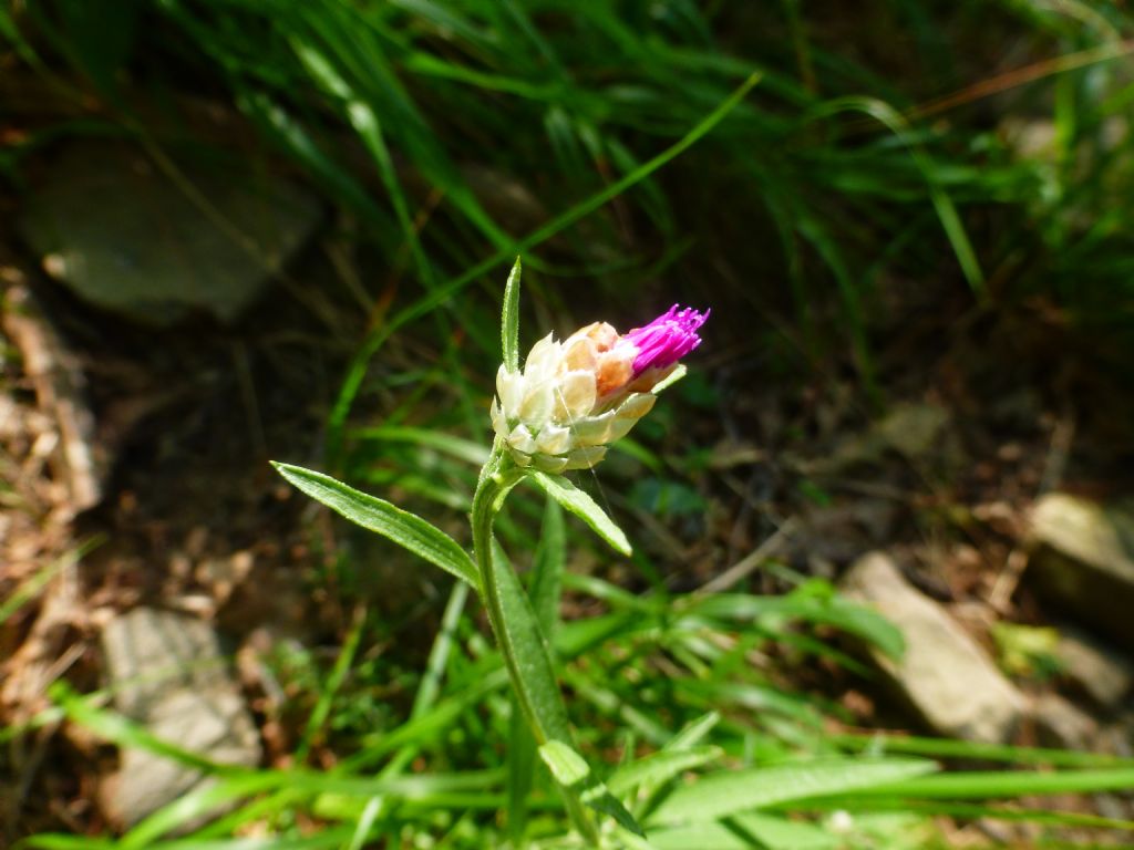 Fiore Liguria - Centaurea cfr .jacea