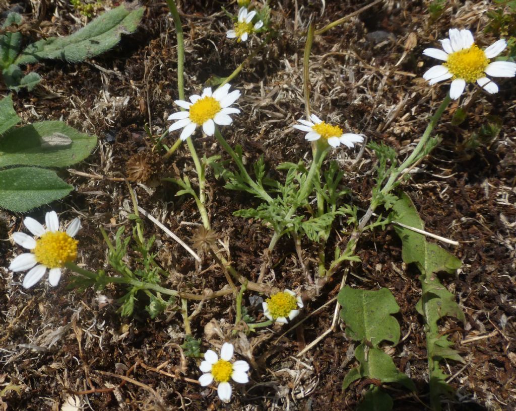 altro fiore ligure:  Anthemis sp.