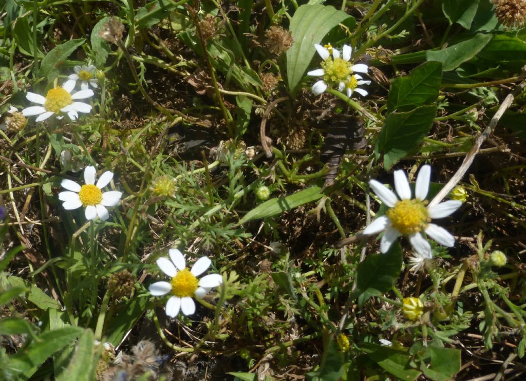 altro fiore ligure:  Anthemis sp.