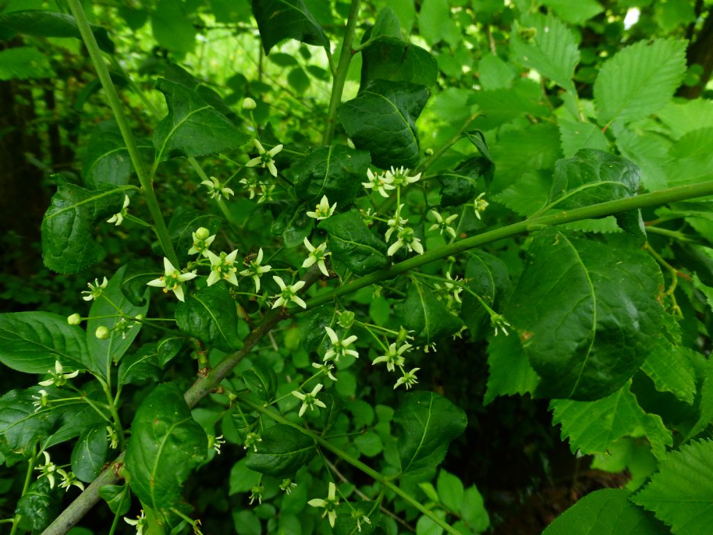 Euonymus europaeus: berretta del prete o  fusaggine