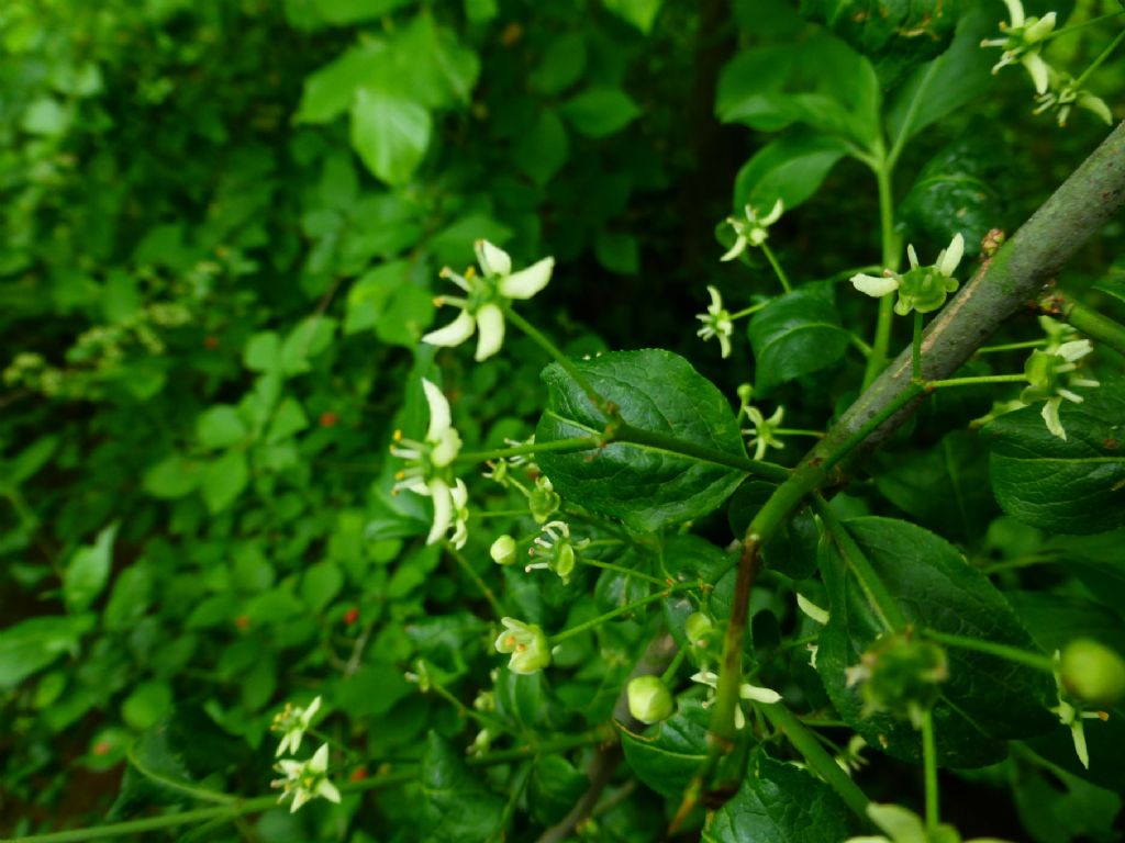 Euonymus europaeus: berretta del prete o  fusaggine