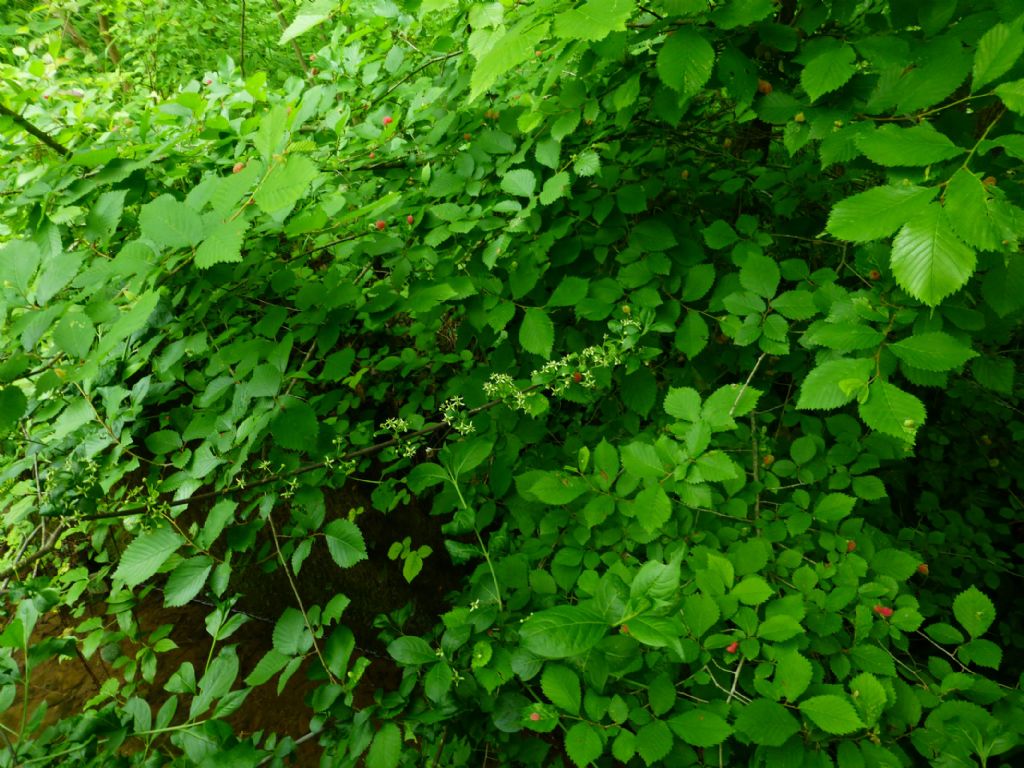 Euonymus europaeus: berretta del prete o  fusaggine