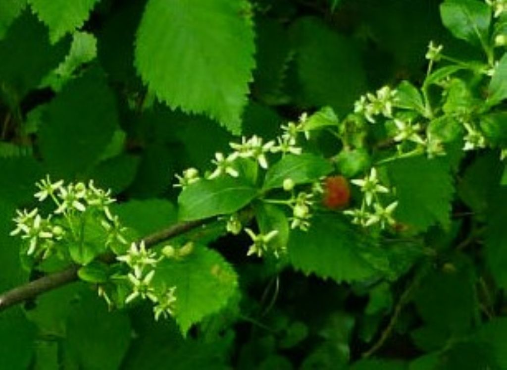 Euonymus europaeus: berretta del prete o  fusaggine
