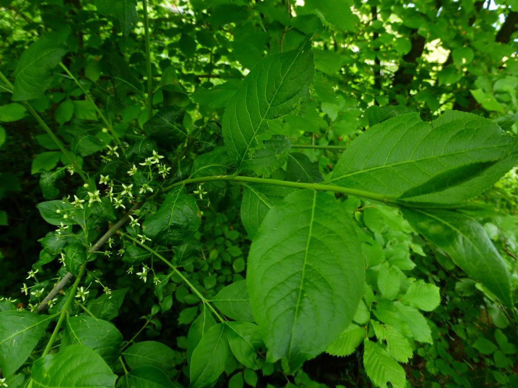 Euonymus europaeus: berretta del prete o  fusaggine