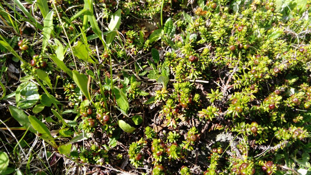 Empetrum hermaphroditum / Moretta