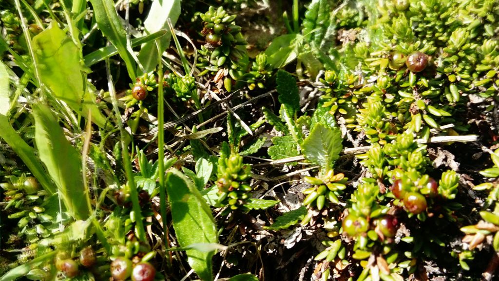 Empetrum hermaphroditum / Moretta