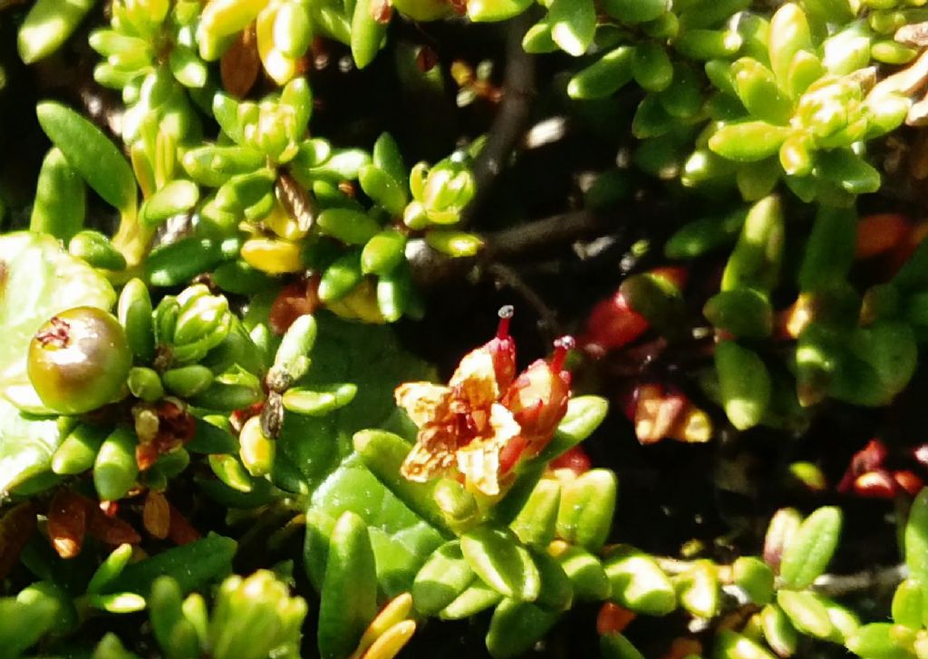 Empetrum hermaphroditum / Moretta