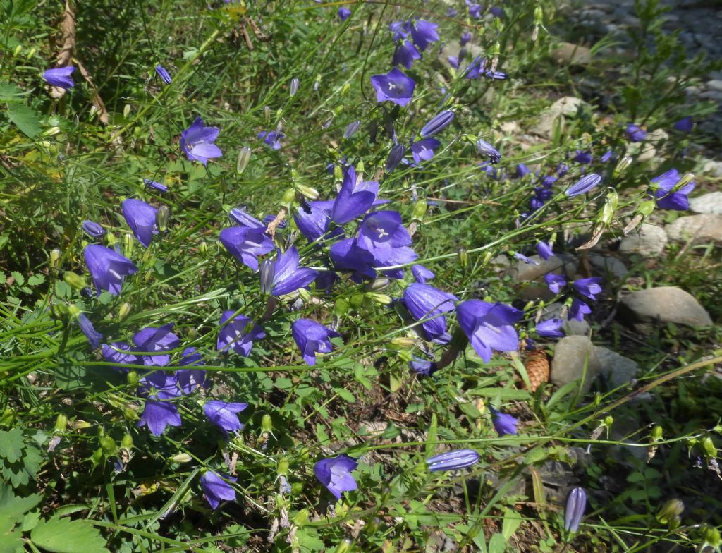 Campanula valdostana