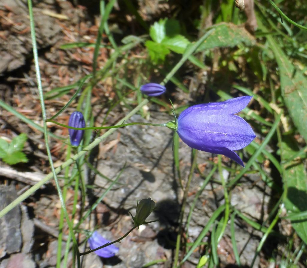 Campanula valdostana