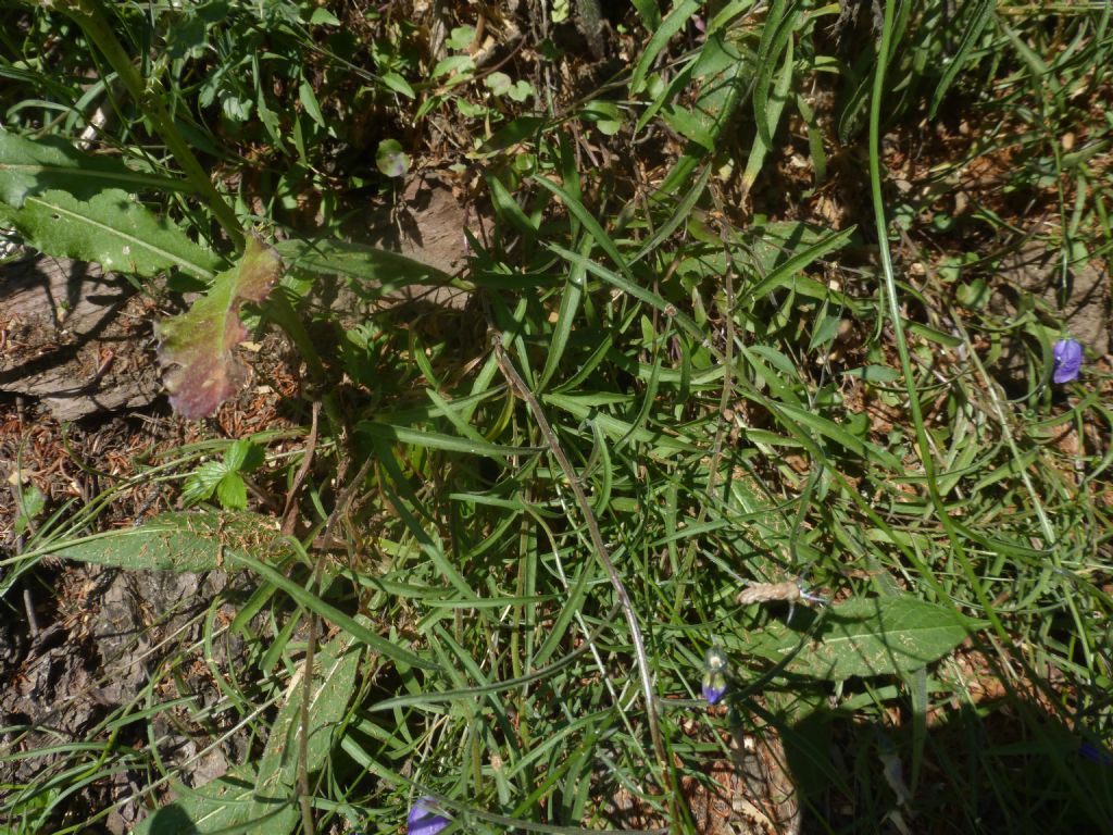 Campanula valdostana