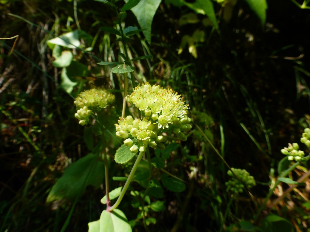 Hylotelephium maximum / Borracina massima