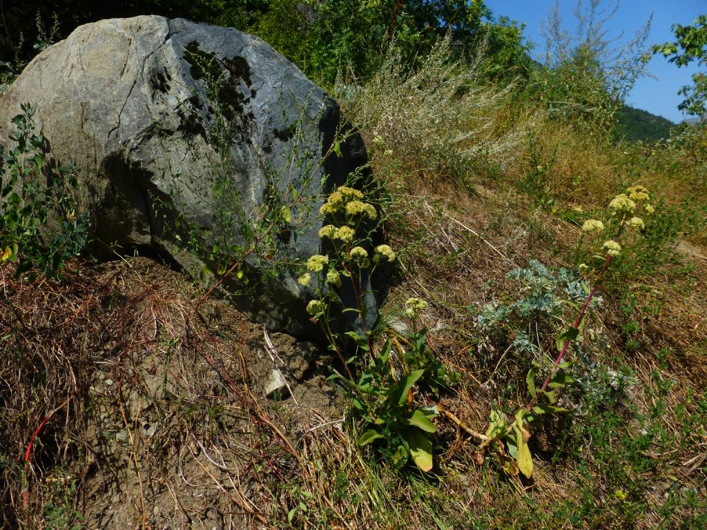 Hylotelephium maximum / Borracina massima