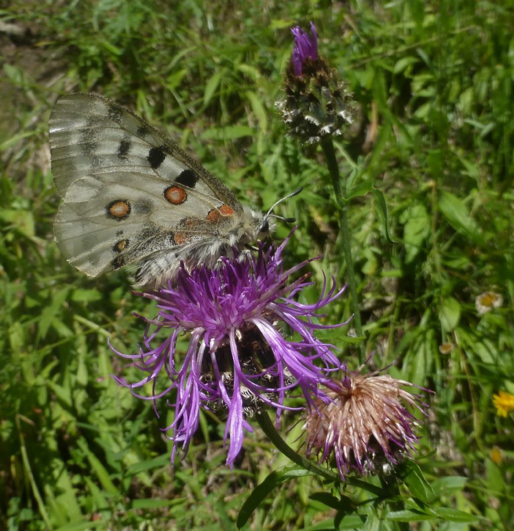 Parnassius apollo o phoebus ?  Parnassius apollo