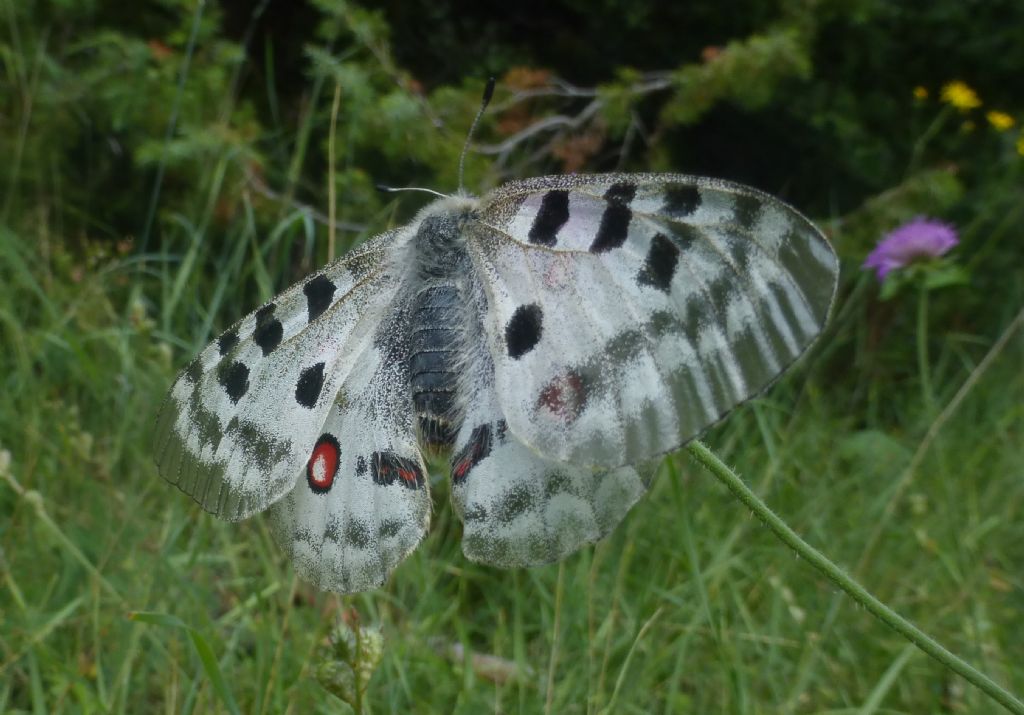 Parnassius apollo o phoebus ?  Parnassius apollo