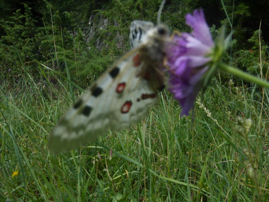 Parnassius apollo o phoebus ?  Parnassius apollo