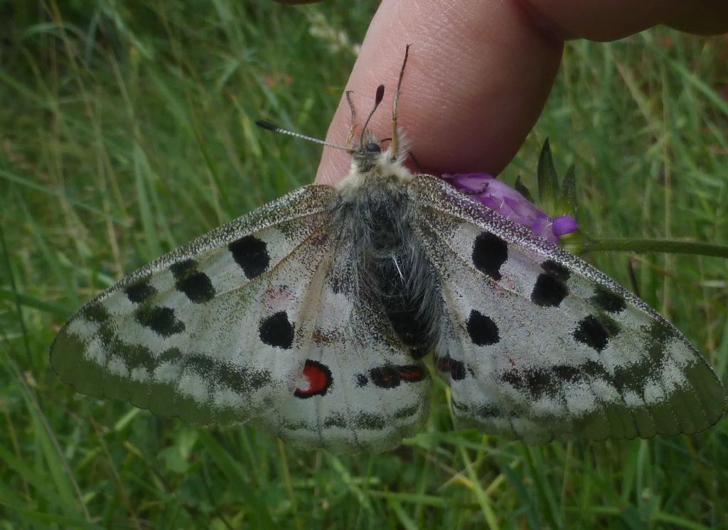 Parnassius apollo o phoebus ?  Parnassius apollo