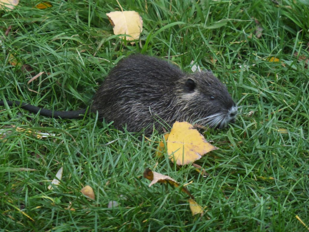 Arvicola amphibius?  No, Nutria (Myocastor coypus)