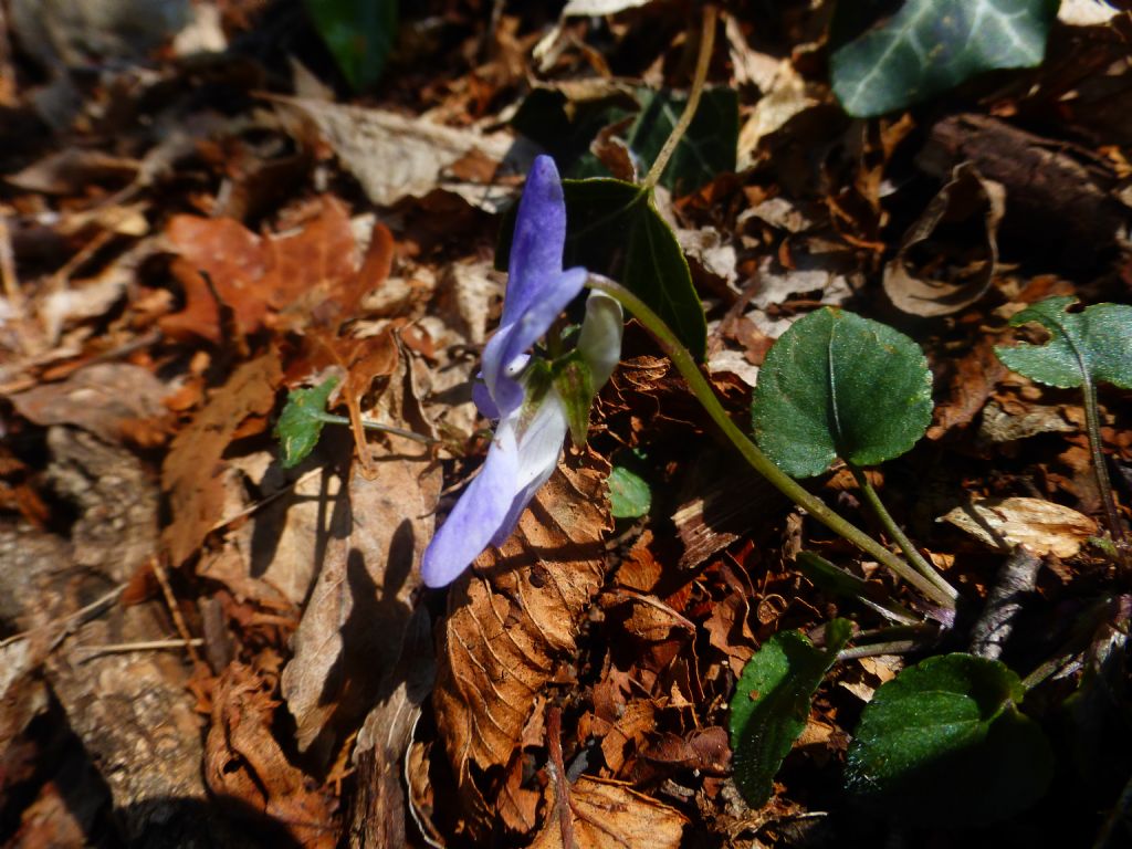Viola sul lago di Garda