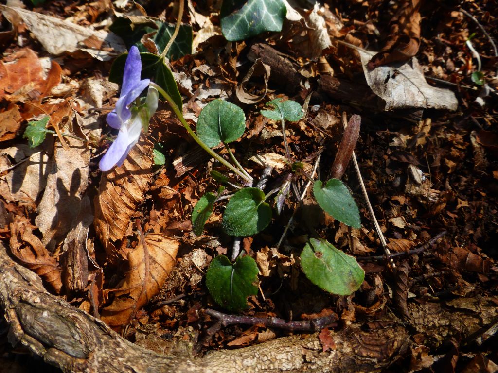 Viola sul lago di Garda