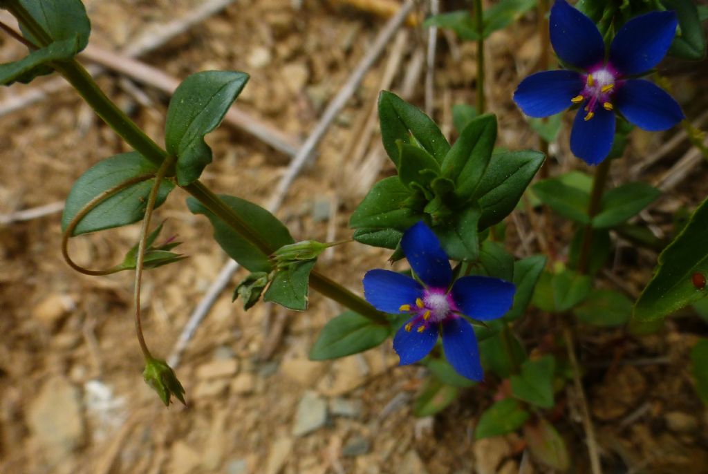 Lysimachia arvensis