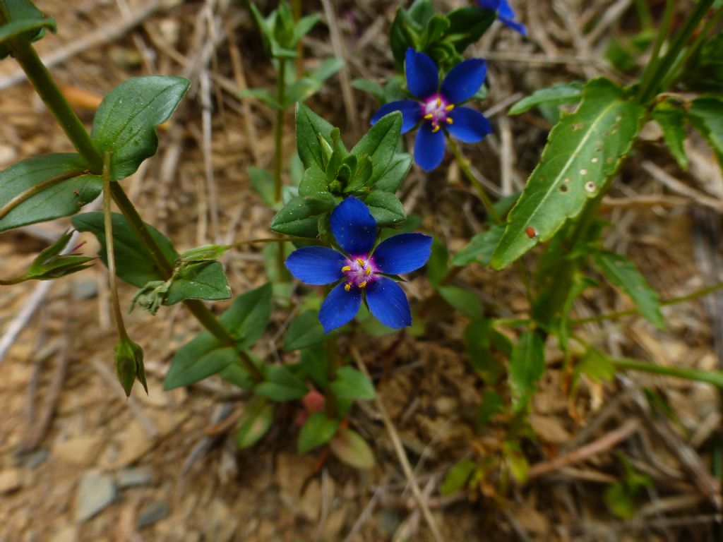 Lysimachia arvensis
