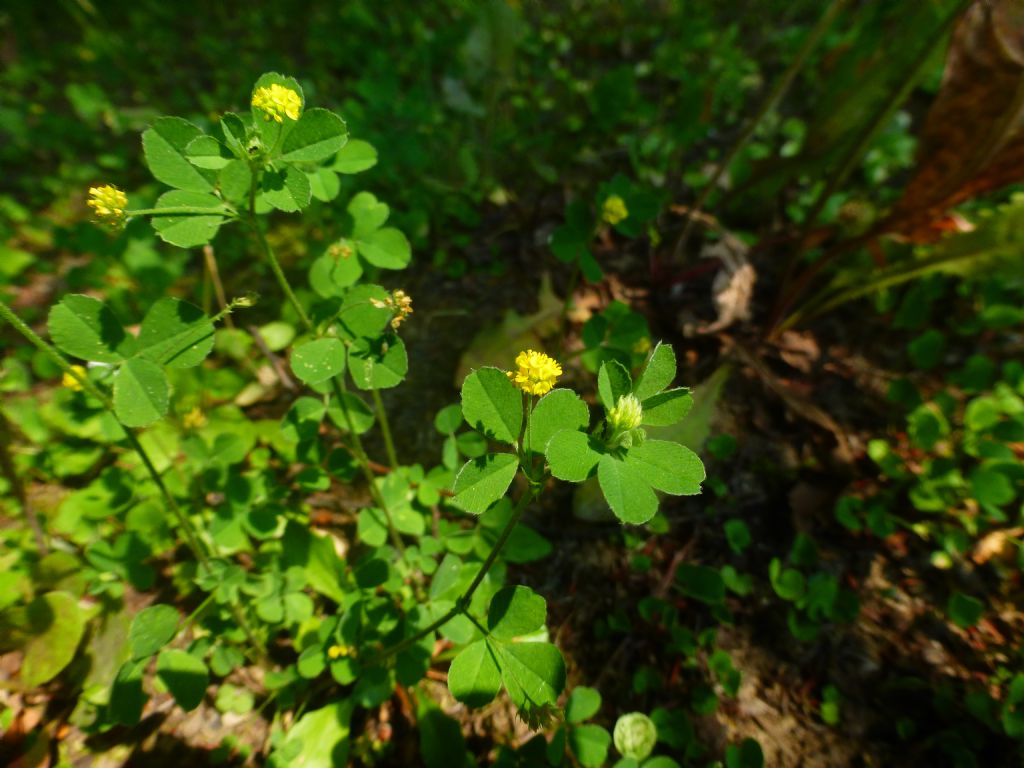 Medicago lupulina