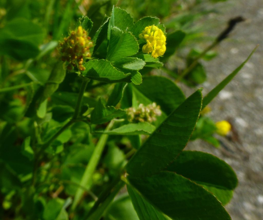 Medicago lupulina