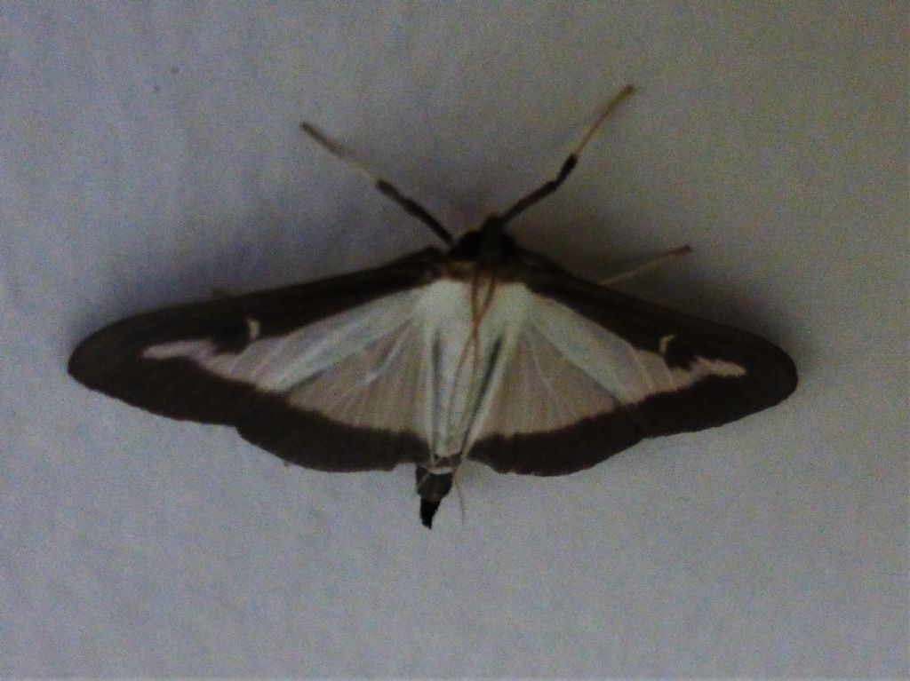 Cydalima perspectalis - Piralide del bosso (Crambidae)