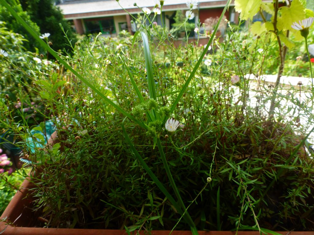 Cyperus eragrostis