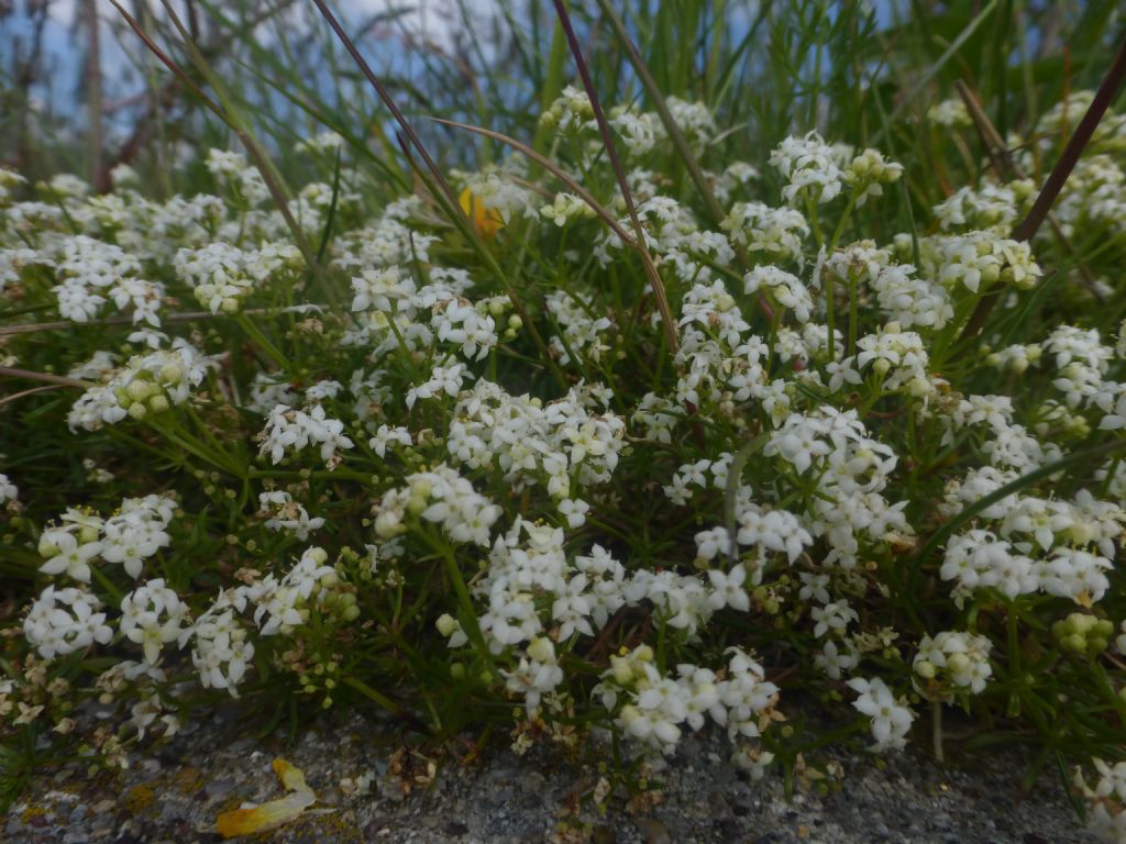 Galium anisophyllum?