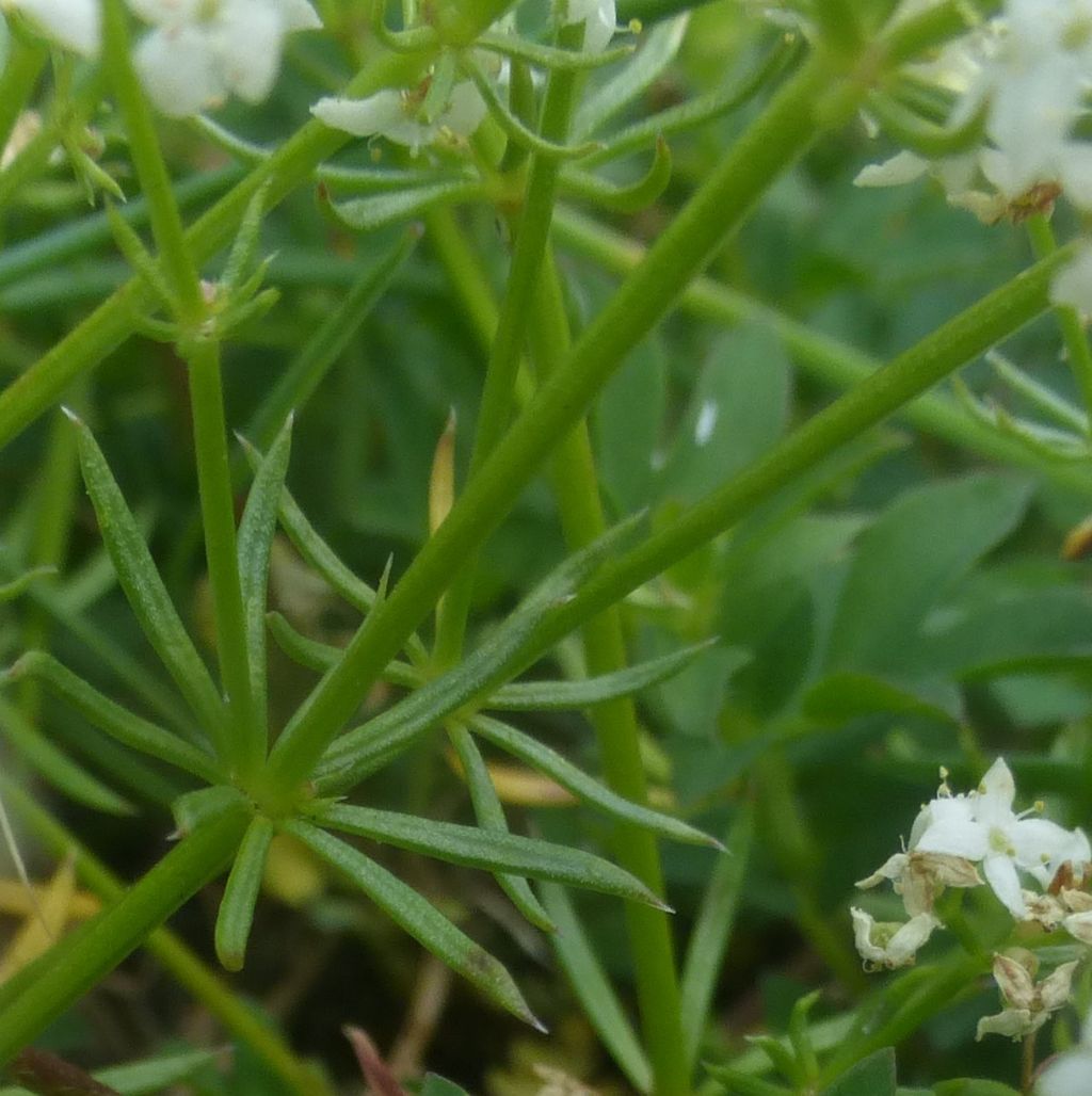 Galium anisophyllum?