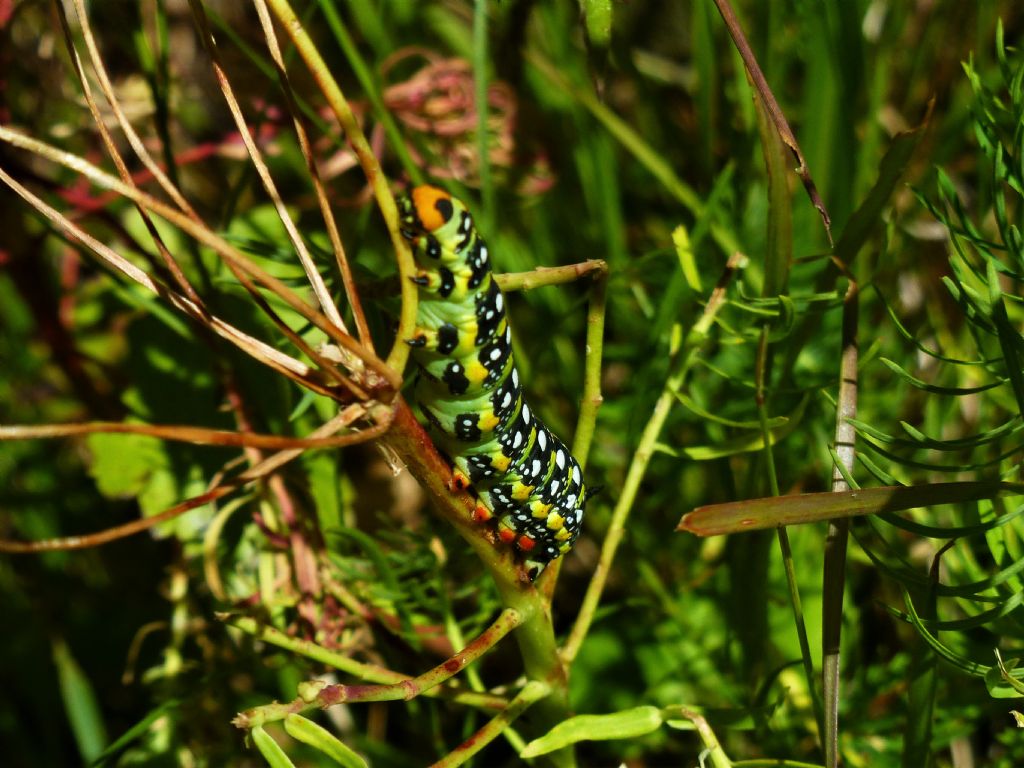 Un bruco valdostano: Hyles euphorbiae - Sphingidae