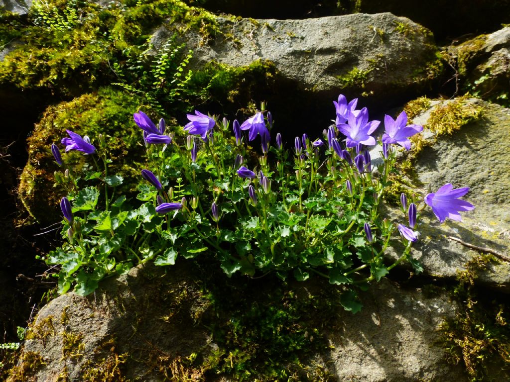 Quali campanule? Campanula portenschlagiana spontaneizzata