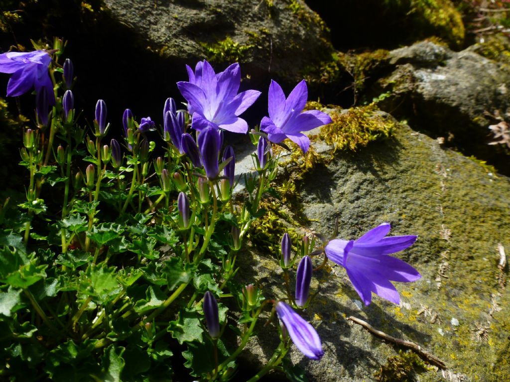 Quali campanule? Campanula portenschlagiana spontaneizzata