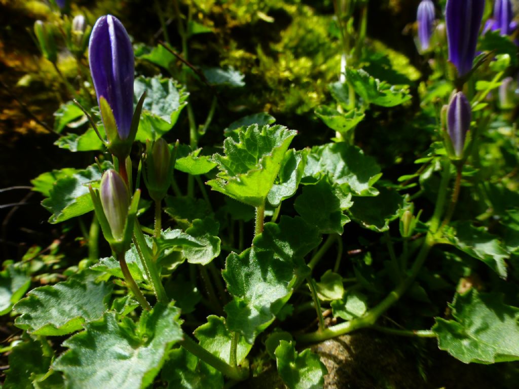 Quali campanule? Campanula portenschlagiana spontaneizzata