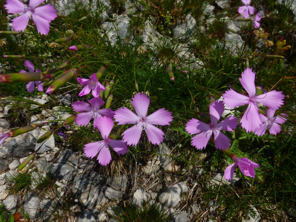 Dianthus sylvestris?  S