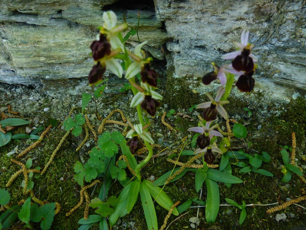 Quale Ophrys?