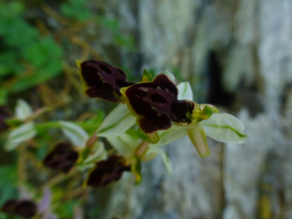 Quale Ophrys?