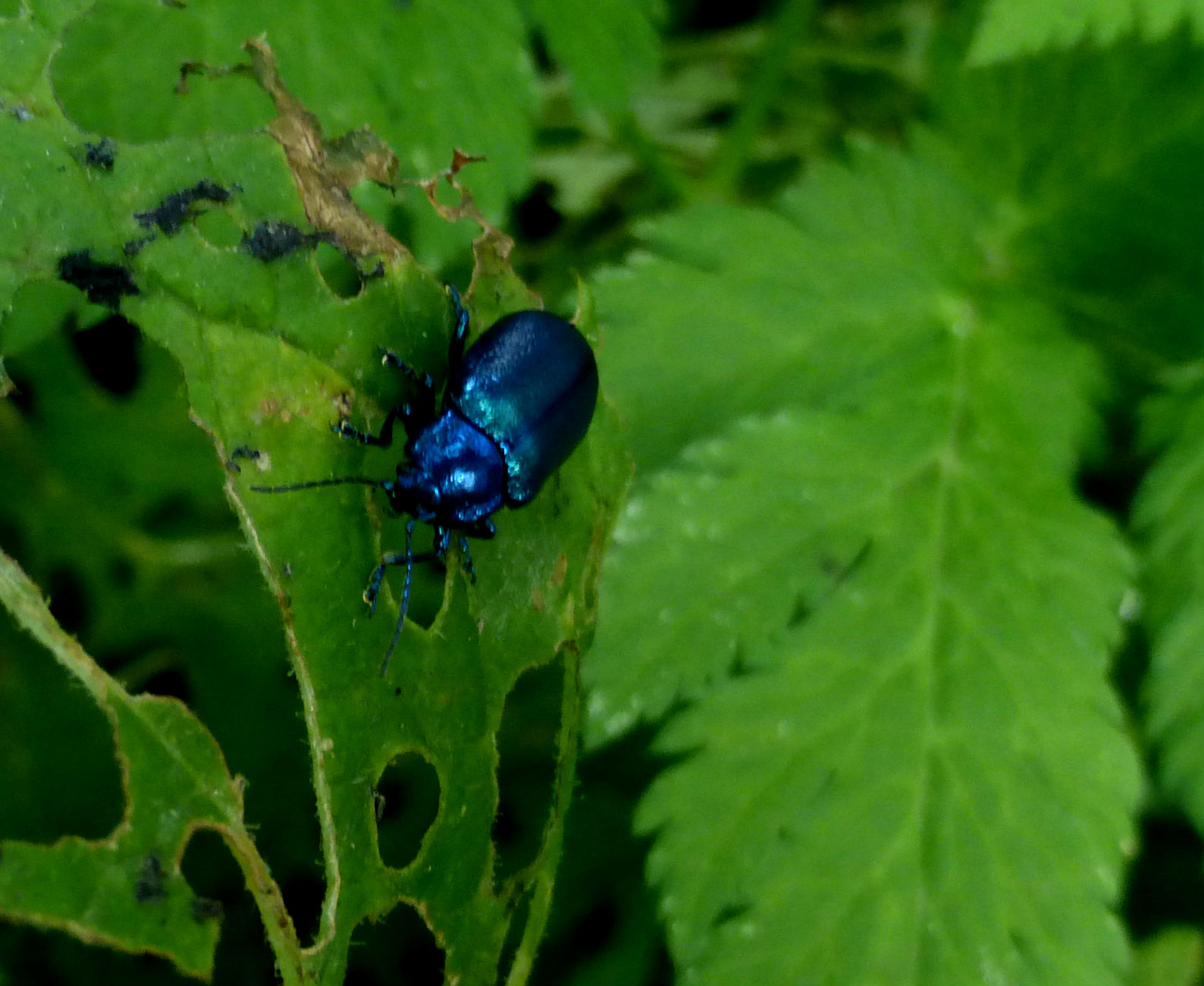 Oreina cacaliae senilis (Chrysomelidae)