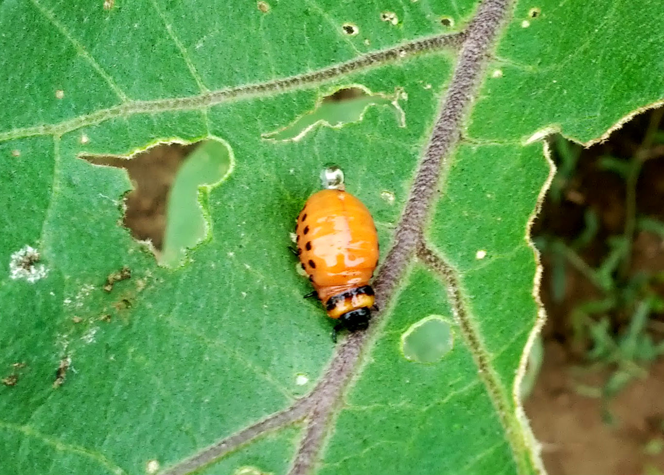Larva su foglia di melanzana - Leptinotarsa decemlineata