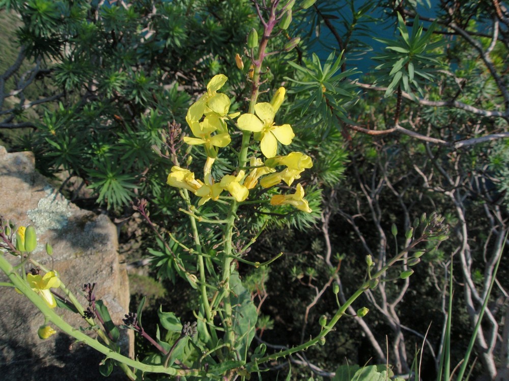 Brassica montana / Cavolo selvatico
