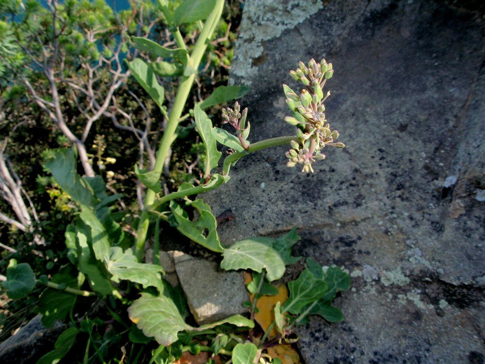 Brassica montana / Cavolo selvatico