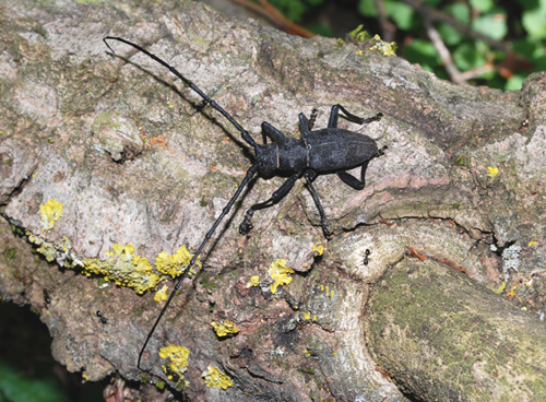 Cerambyx cerdo? No. - Morimus asper asper