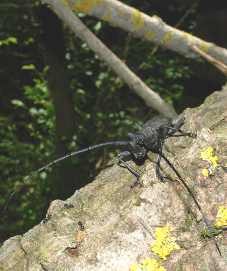Cerambyx cerdo? No. - Morimus asper asper