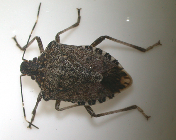 Pentatomidae: Halyomorpha halys - NUOVA PER L''ITALIA