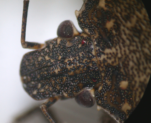 Pentatomidae: Halyomorpha halys - NUOVA PER L''ITALIA