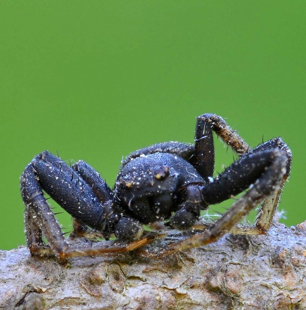 Xysticus sp. - La Thuile (AO)