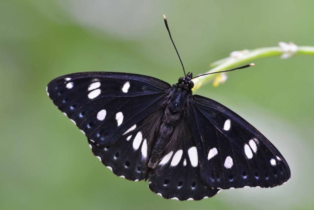identificazione farfalla